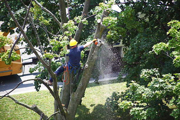 Riverton, NJ Tree Services Company